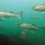 stripers-scup-tr-800x400