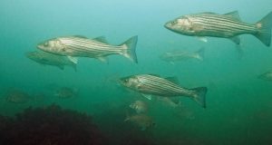 stripers-scup-tr-800x400