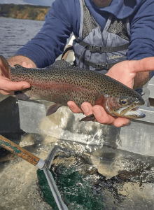 trout-stocking-ct-fish-and-wildlife-2