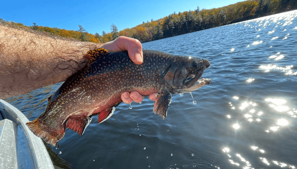 CT Resumes Stocking Trout, Salmon