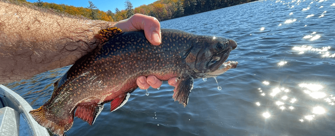 trout-stocking-ct-fish-and-wildlife-3