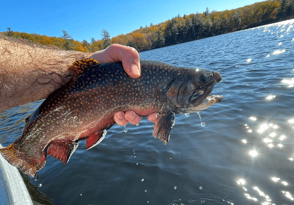 trout-stocking-ct-fish-and-wildlife-3