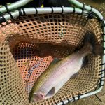 trout-stocking-ri-fish-and-wildlife-1