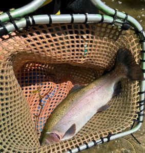 trout-stocking-ri-fish-and-wildlife-1