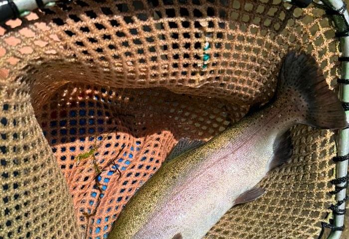 trout-stocking-ri-fish-and-wildlife-1