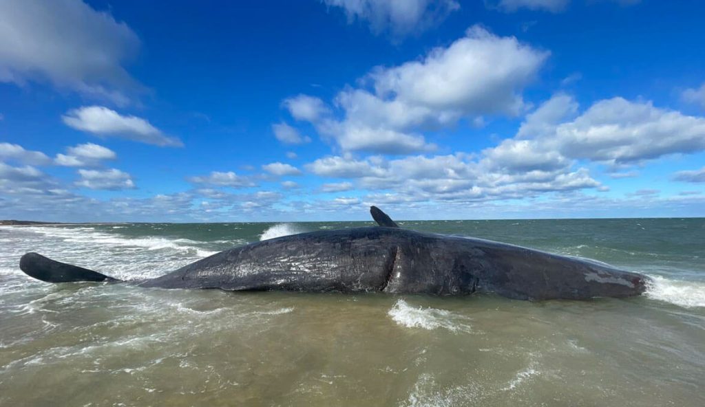 52-Ton Sperm Whale Washes Up On Nantucket
