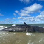sperm-whale-beached-marine-mammal-alliance-nantucket-photo
