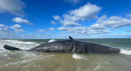 sperm-whale-beached-marine-mammal-alliance-nantucket-photo