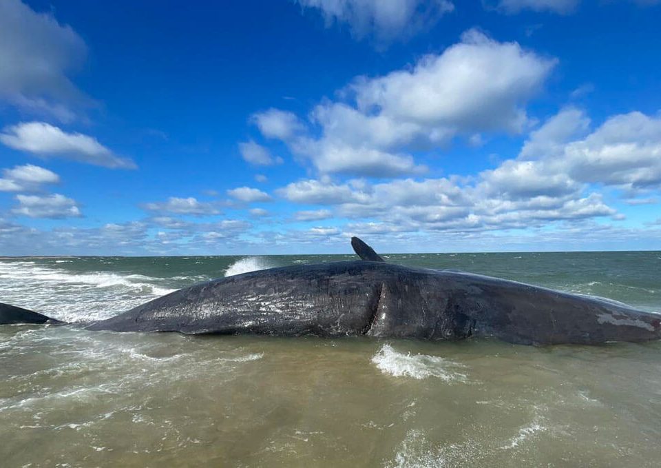 sperm-whale-beached-marine-mammal-alliance-nantucket-photo