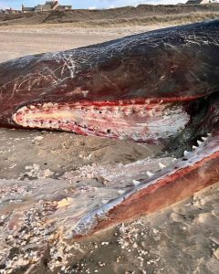 sperm-whale-mouth-marine-mammal-alliance-nantucket-photo