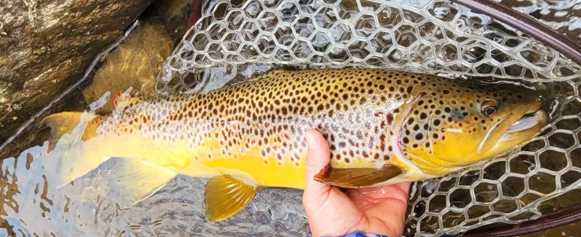 trout-nh-fish-and-game