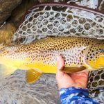 trout-nh-fish-and-game