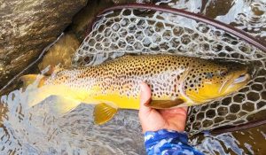 trout-nh-fish-and-game