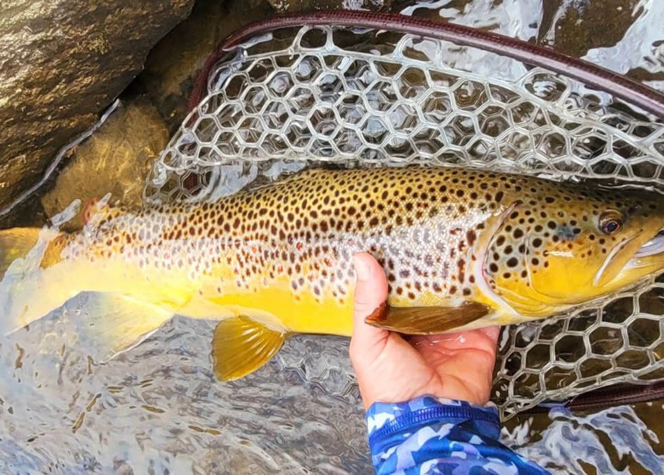 trout-nh-fish-and-game
