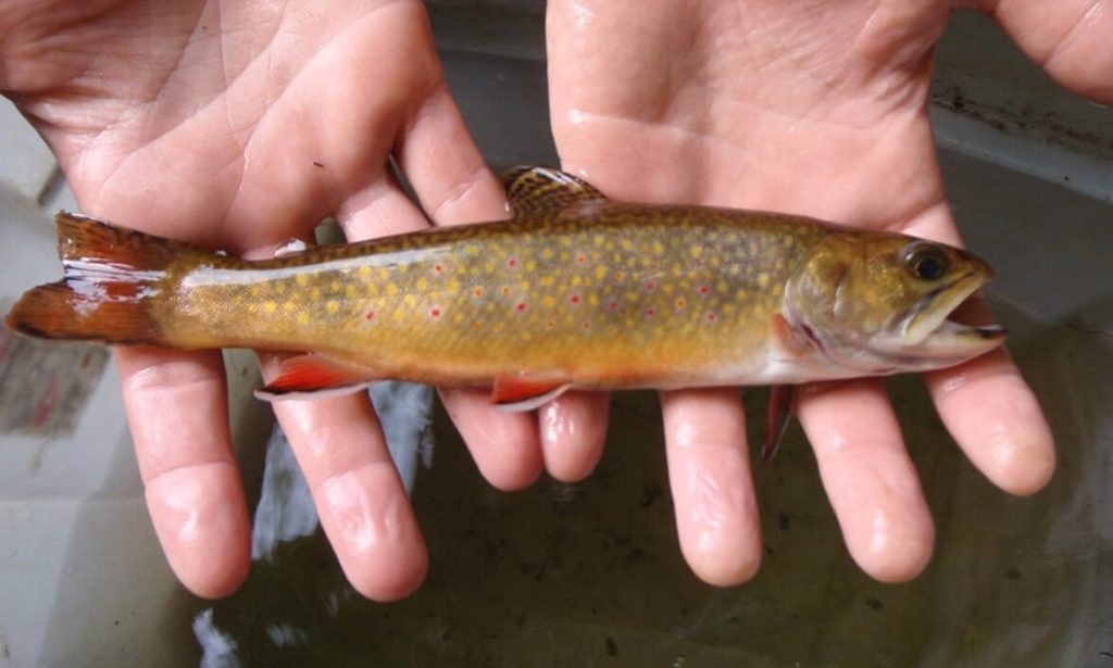 brook-trout-photo-ct-deep