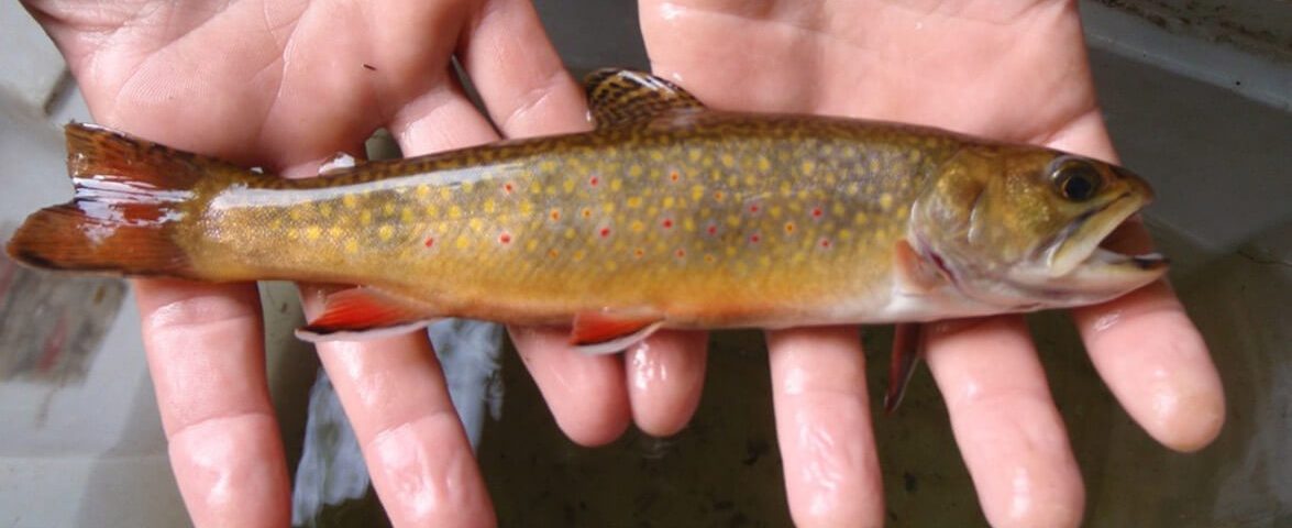 brook-trout-photo-ct-deep