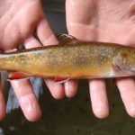 brook-trout-photo-ct-deep