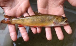 brook-trout-photo-ct-deep