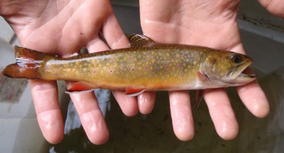 brook-trout-photo-ct-deep