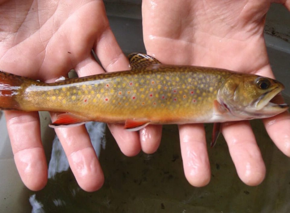 brook-trout-photo-ct-deep