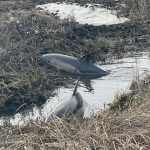 dolphin-rescue-1-photo-wareham-dept-natural-resources