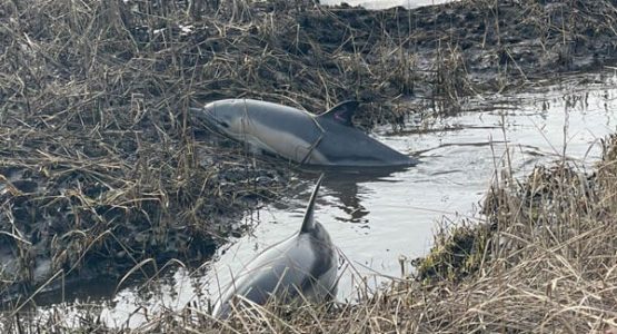 dolphin-rescue-1-photo-wareham-dept-natural-resources