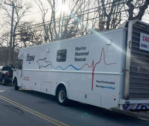 dolphin-rescue-2photo-wareham-dept-natural-resources