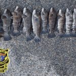 tautog-poachers-photo-ri-dep-environmental-management