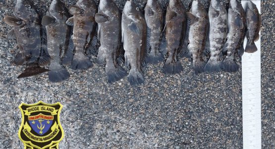tautog-poachers-photo-ri-dep-environmental-management