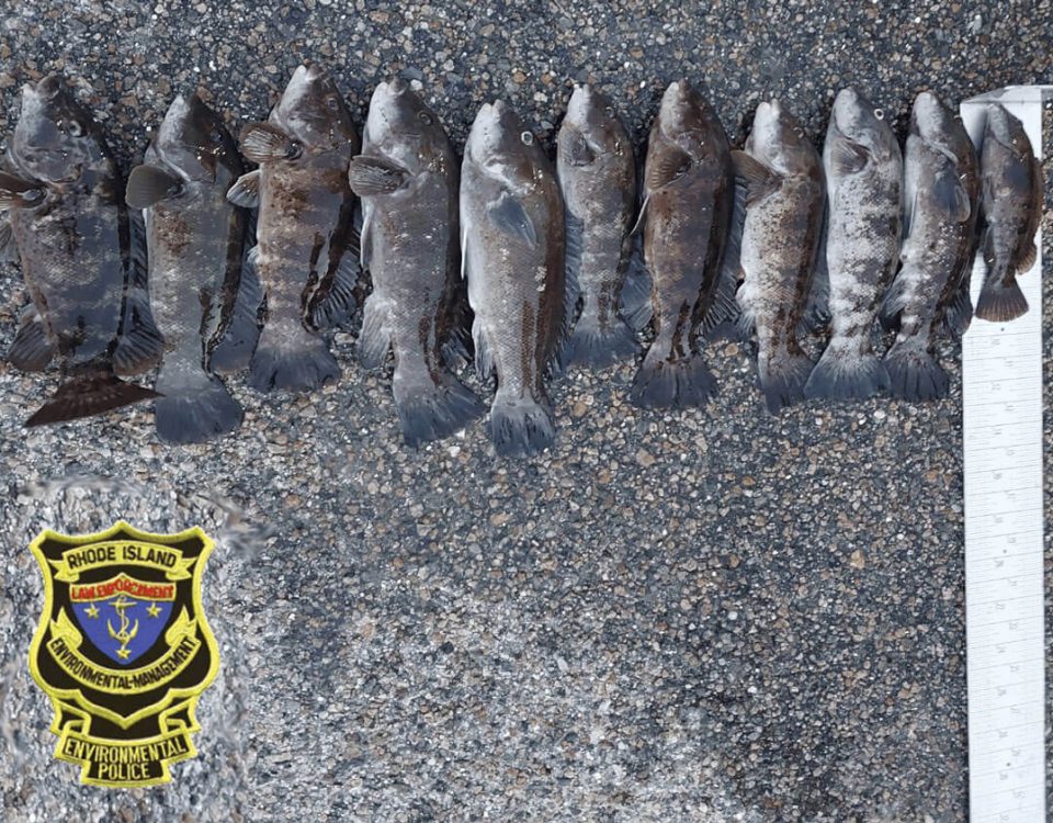 tautog-poachers-photo-ri-dep-environmental-management