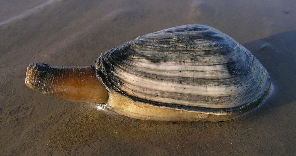 Recreational Shellfishing Returns to Boston Harbor