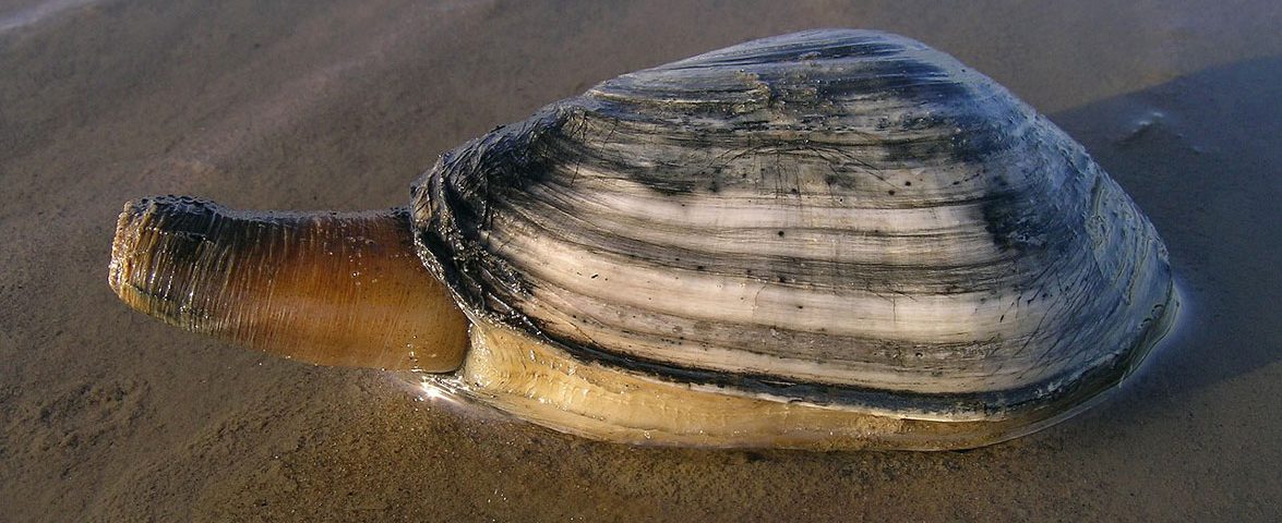 softshell-clam-phot-wikimedia