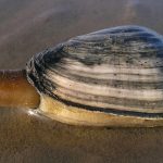 softshell-clam-phot-wikimedia