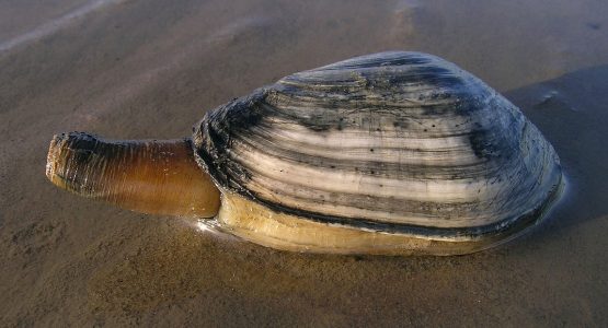 softshell-clam-phot-wikimedia