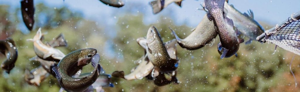 Winter Trout Stocking Taking Place In RI