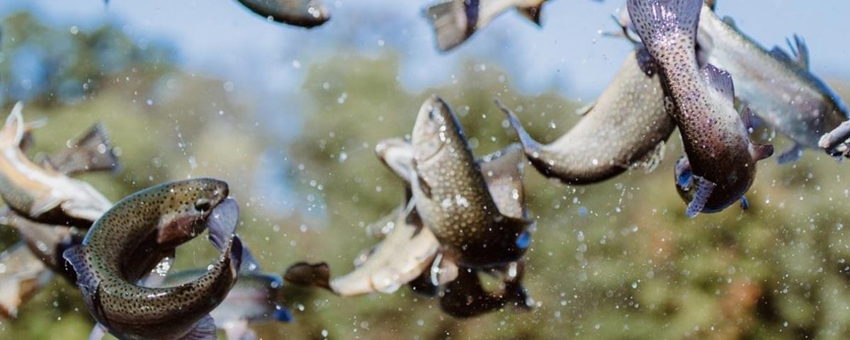 winter-trout-stocking-featured-ridem-photo-1584x485