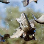 winter-trout-stocking-featured-ridem-photo-1584x485