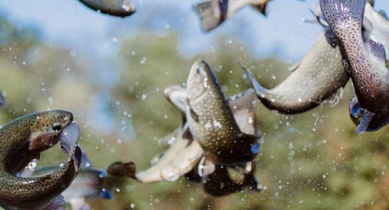 winter-trout-stocking-featured-ridem-photo-1584x485