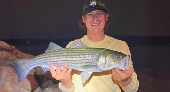 striped-bass-nhfish-game-featured-1584x485