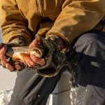winter-fishing-featured-me-inlandfisheries-wildlife-photo-1584x485