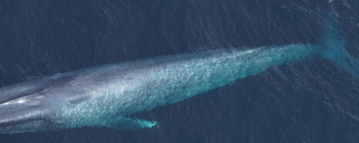 blue-whale-photo-new-england-aquarium-1584x485