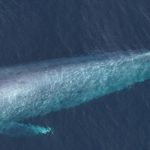 blue-whale-photo-new-england-aquarium-1584x485