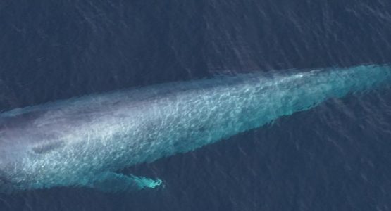 blue-whale-photo-new-england-aquarium-1584x485