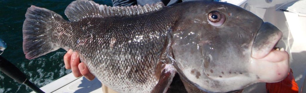Fishing Mattapoisett, Massachusetts