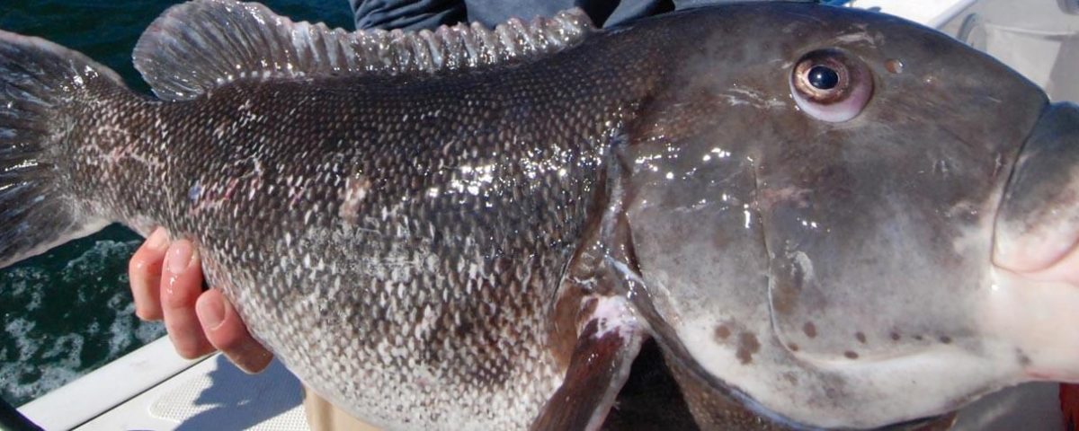 fishing-mattapoiset-tr-blackfish-tautog-featured-1584x485