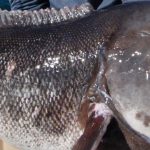 fishing-mattapoiset-tr-blackfish-tautog-featured-1584x485