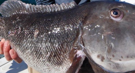 fishing-mattapoiset-tr-blackfish-tautog-featured-1584x485