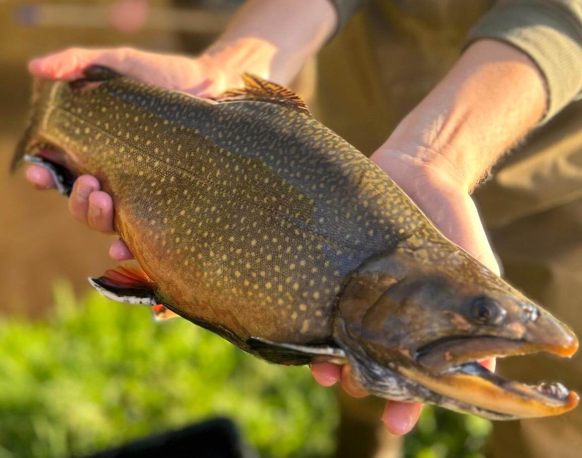 trout-ct-fish-and-wildlife