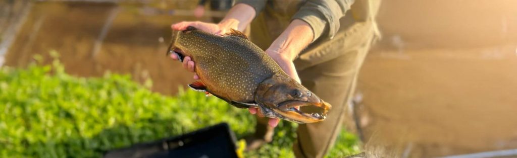 CT Trout Fishing Is Catch-And-Release Only Until April 11