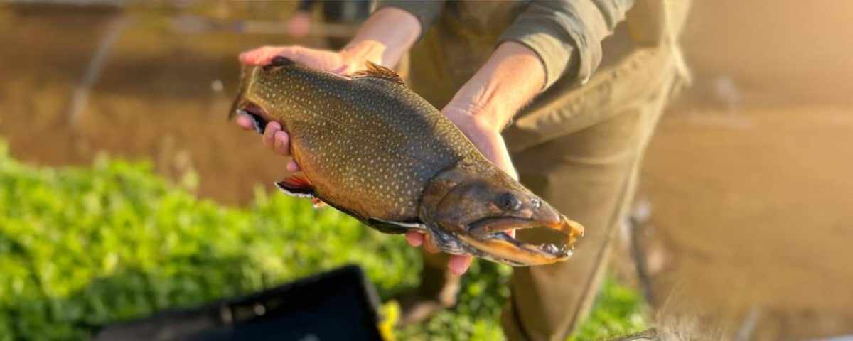 trout-featured-ct-fish-game-1584x485